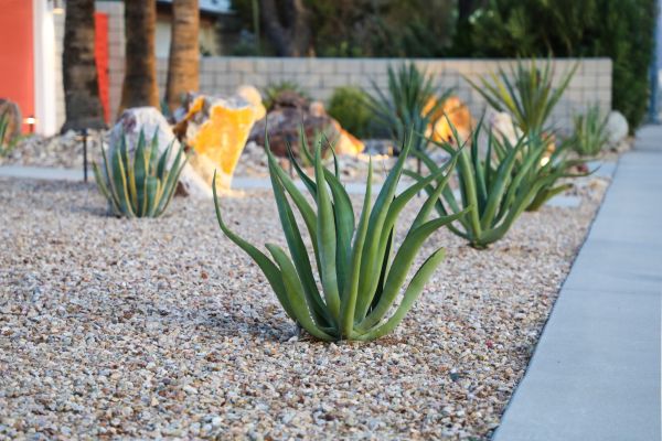 Drought Resistant Landscaping in Costa Mesa