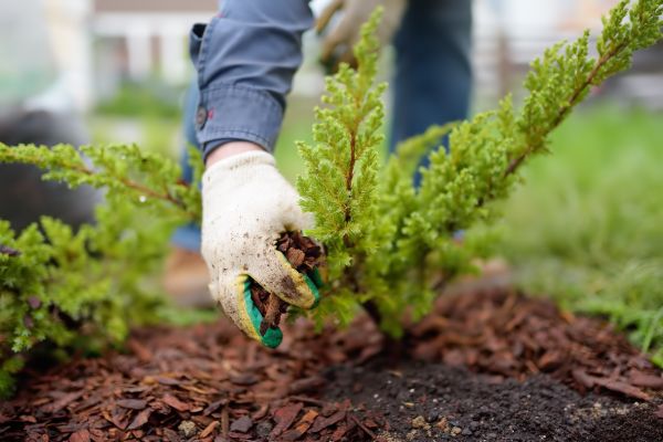 Church Mulching in Costa Mesa