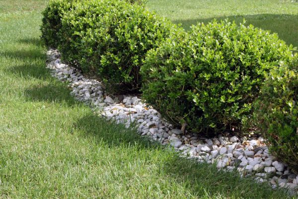 Boxwood Planting in Costa Mesa