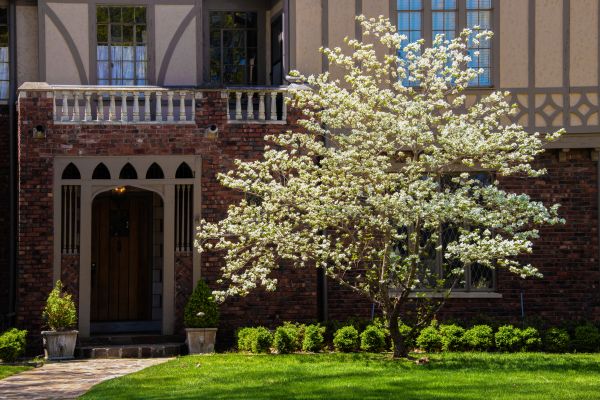 Dogwood Tree Planting in Costa Mesa